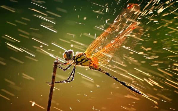 A stunning macro shot of a dragonfly clinging to a twig amidst rain and wind, showing vibrant wings illuminated by sunlight on a blurred green background. HD wallpaper and background image.