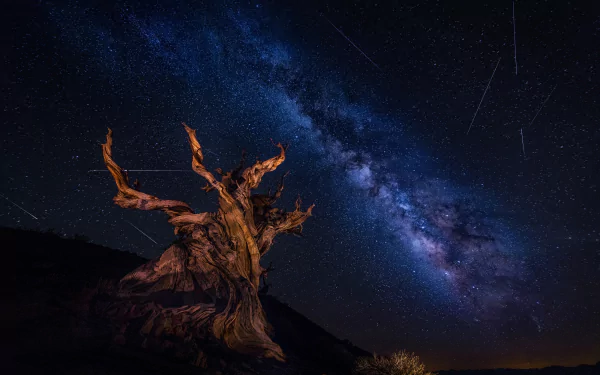 A twisted tree under a starry sky with the Milky Way in the background, beautifully merging nature and Sci-Fi elements in this HD desktop wallpaper and background.