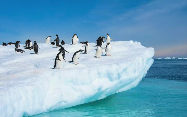 A group of Adelie penguins stands on a snow-covered iceberg in Antarctica, overlooking the clear blue ocean under a bright sky.
