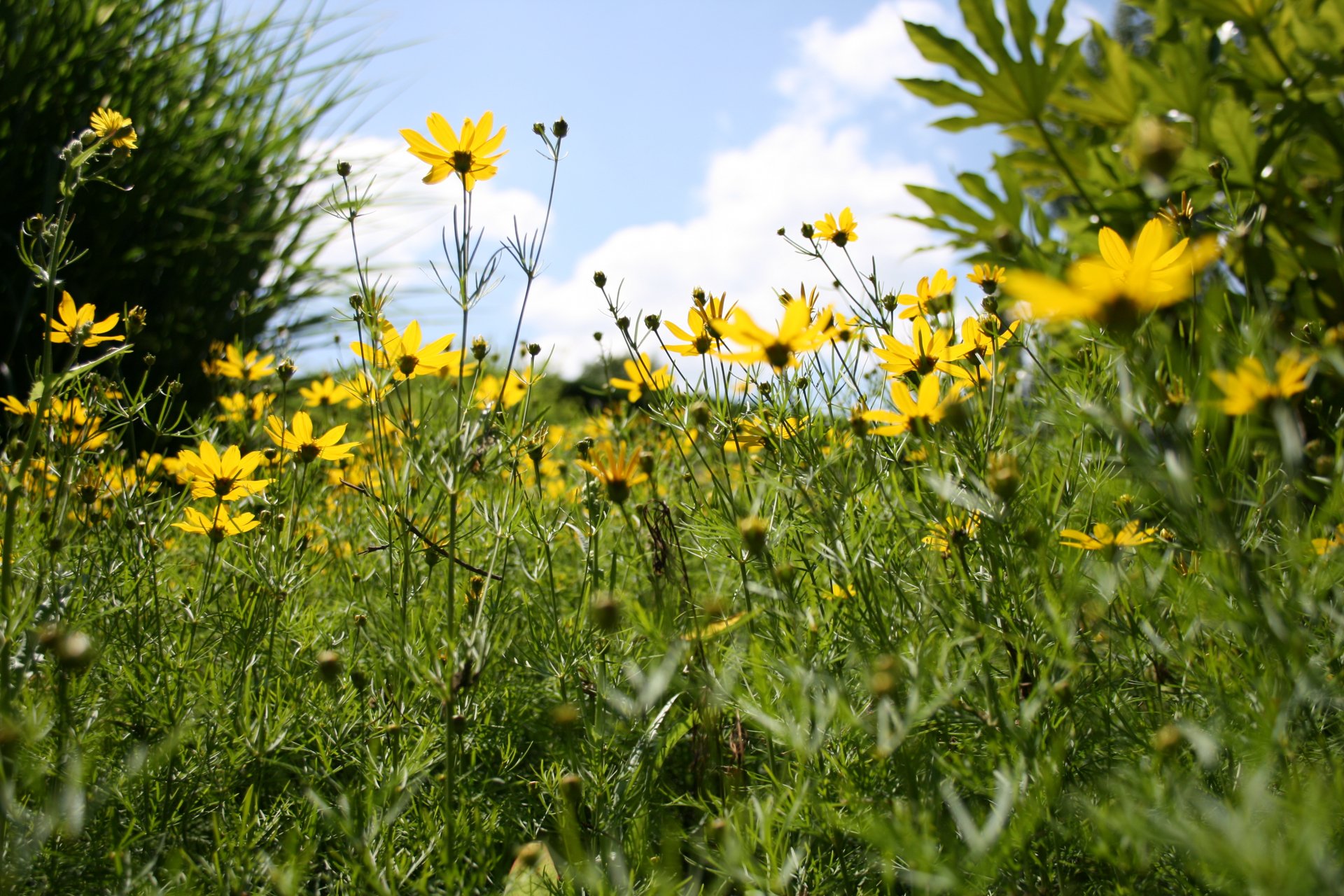 A vibrant field of yellow flowers stretches toward a bright blue sky, captured in stunning 4K Ultra HD for a captivating nature-themed desktop wallpaper.