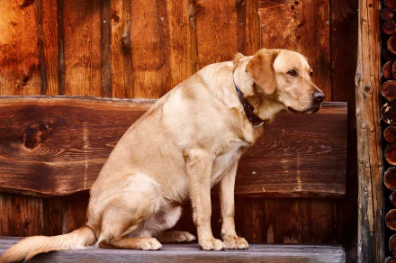4K Ultra HD PC desktop wallpaper and background showing a Labrador Retriever dog (Animal) sitting on a wooden bench against a rustic wooden fence.