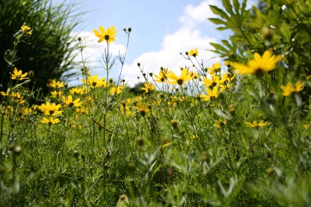 A vibrant field of yellow flowers stretches toward a bright blue sky, captured in stunning 4K Ultra HD for a captivating nature-themed desktop wallpaper.