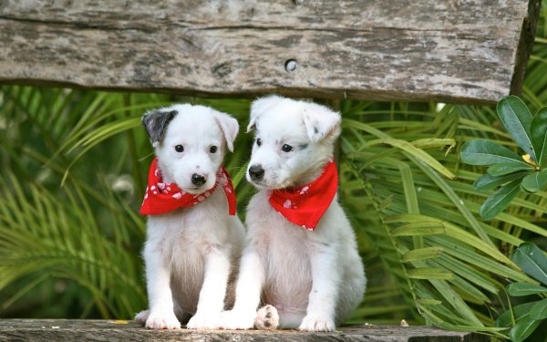 Animal Puppy Dogs Dog Baby Animal HD Wallpaper | Background Image