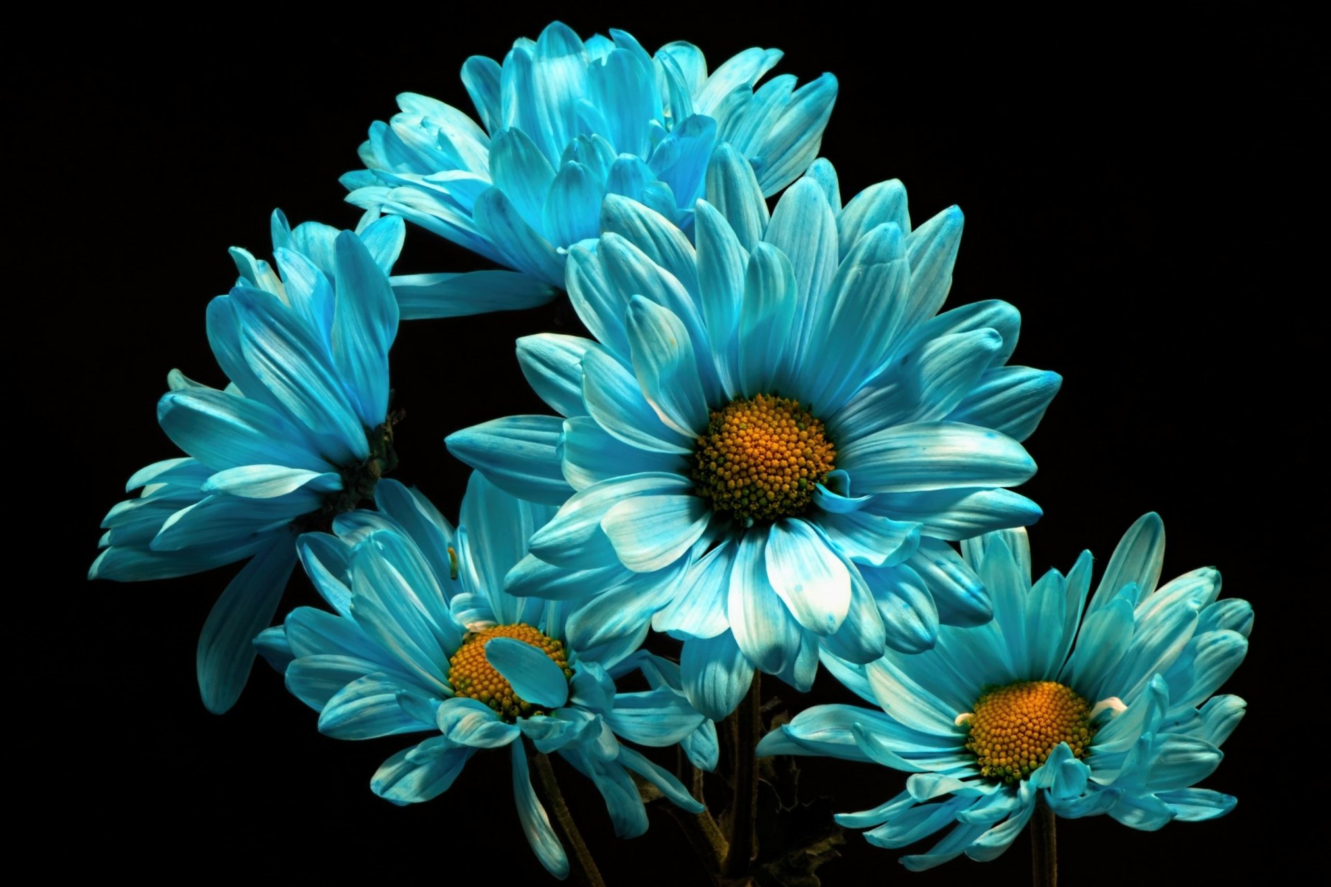 Blue Daisies