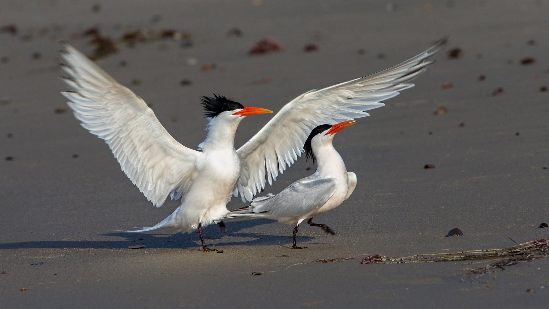 Download Bird Sand Animal Tern HD Wallpaper