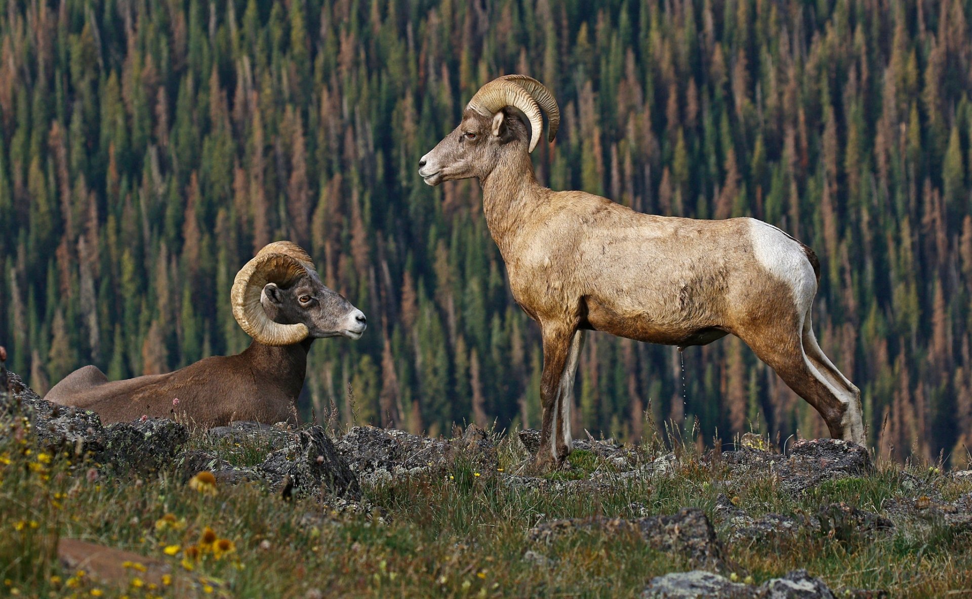 HD desktop wallpaper featuring two bighorn sheep in a mountainous landscape with dense forest in the background.