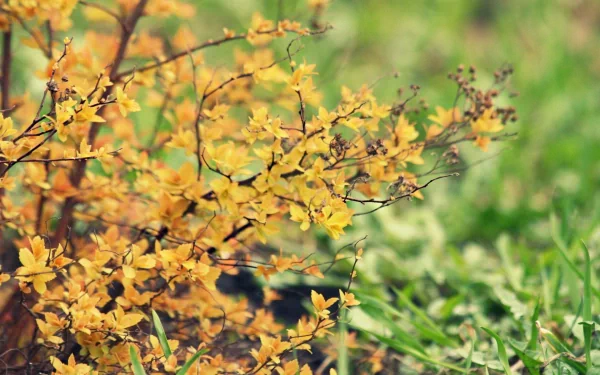 Close-up of vibrant yellow foliage against a lush green background, showcasing the beauty of nature. This high-definition image makes a striking desktop wallpaper or background.
