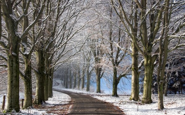 Man Made Road Nature Tree Winter HD Wallpaper | Background Image