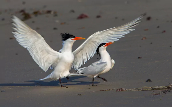 bird sand Animal Tern HD Desktop Wallpaper | Background Image