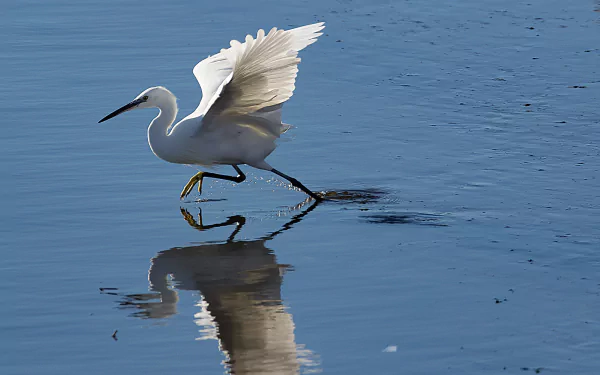 A white egret strides gracefully across calm water, its wings partially spread, with a clear reflection beneath, captured in vivid HD quality.