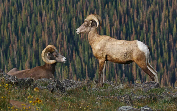 HD desktop wallpaper featuring two bighorn sheep in a mountainous landscape with dense forest in the background.
