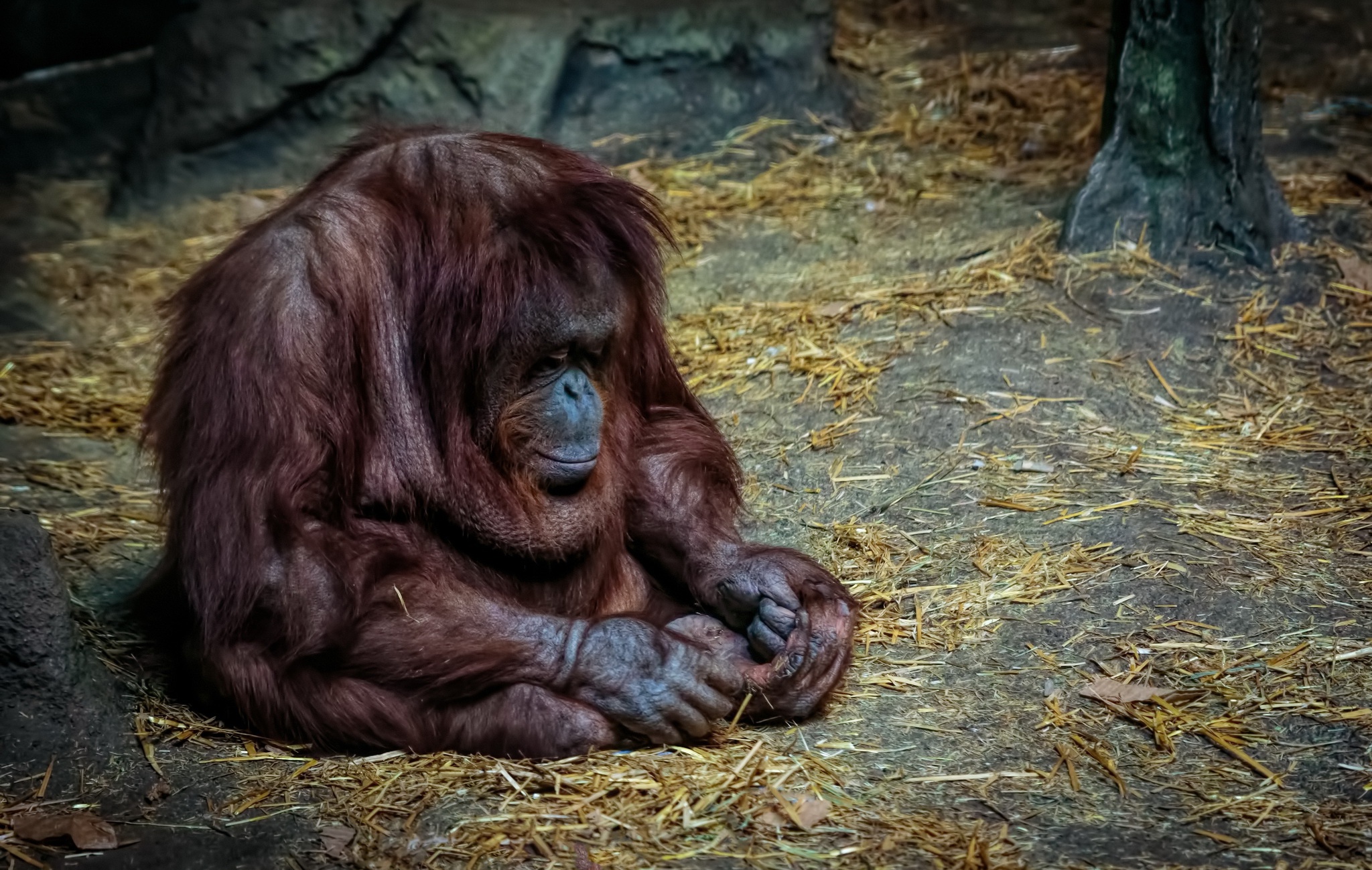 Animal Orangutan HD Wallpaper | Background Image