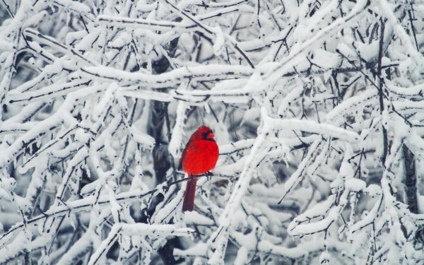 Animal Cardinal Birds Passerines Bird Winter Snow HD Wallpaper | Background Image