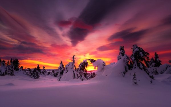 Earth Winter Nature Sunset Snow Tree Sky HD Wallpaper | Background Image