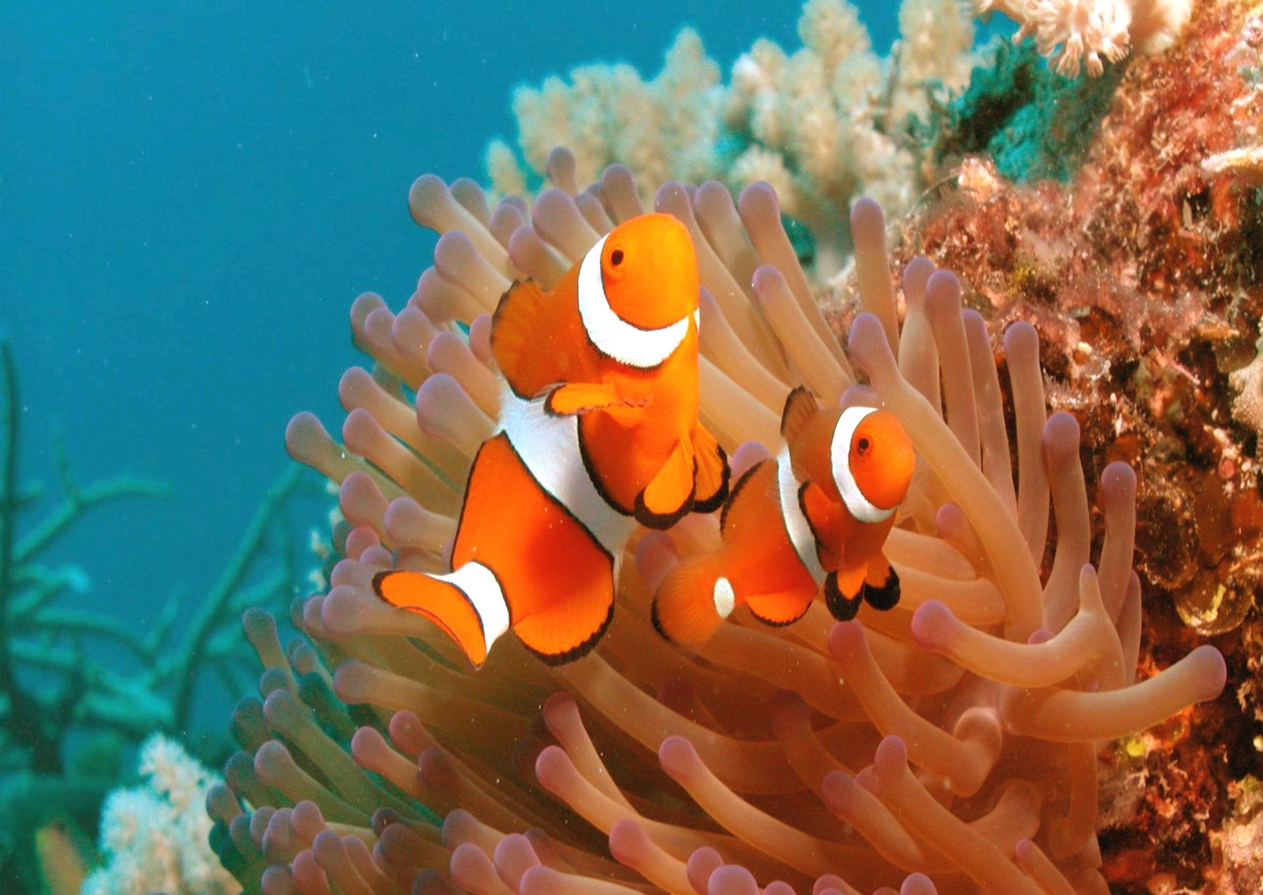 Animal Clownfish HD Wallpaper | Background Image