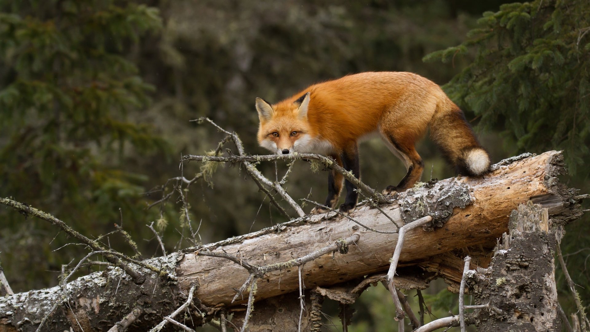 HD desktop wallpaper featuring a red fox standing on fallen tree trunks in a dense forest setting.