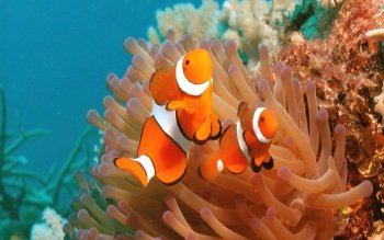 62 Clownfish HD Wallpapers | Background Images - Wallpaper Abyss