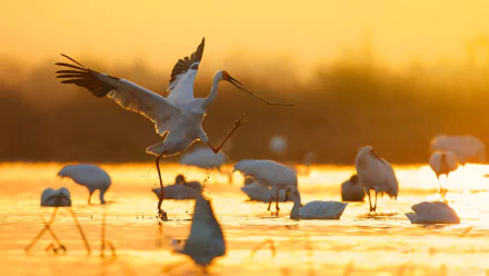 HD PC desktop wallpaper: Siberian crane (crane bird) landing among wading birds at golden sunset, a serene animal scene and background.