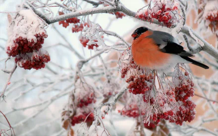  Bullfinch in Icy Winter Tree