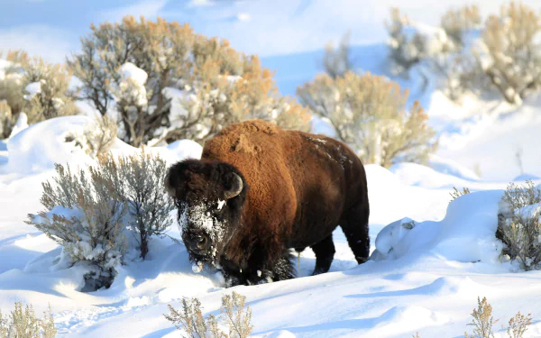 American bison stands in a snowy winter landscape with shrubs, captured in HD for a PC desktop wallpaper and background.