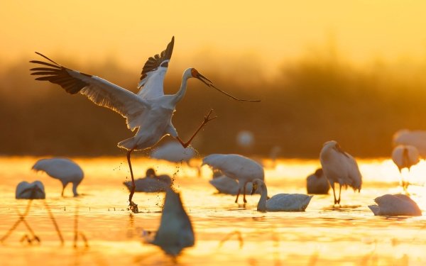 Animal Crane Birds Cranes Bird Siberian Crane HD Wallpaper | Background Image