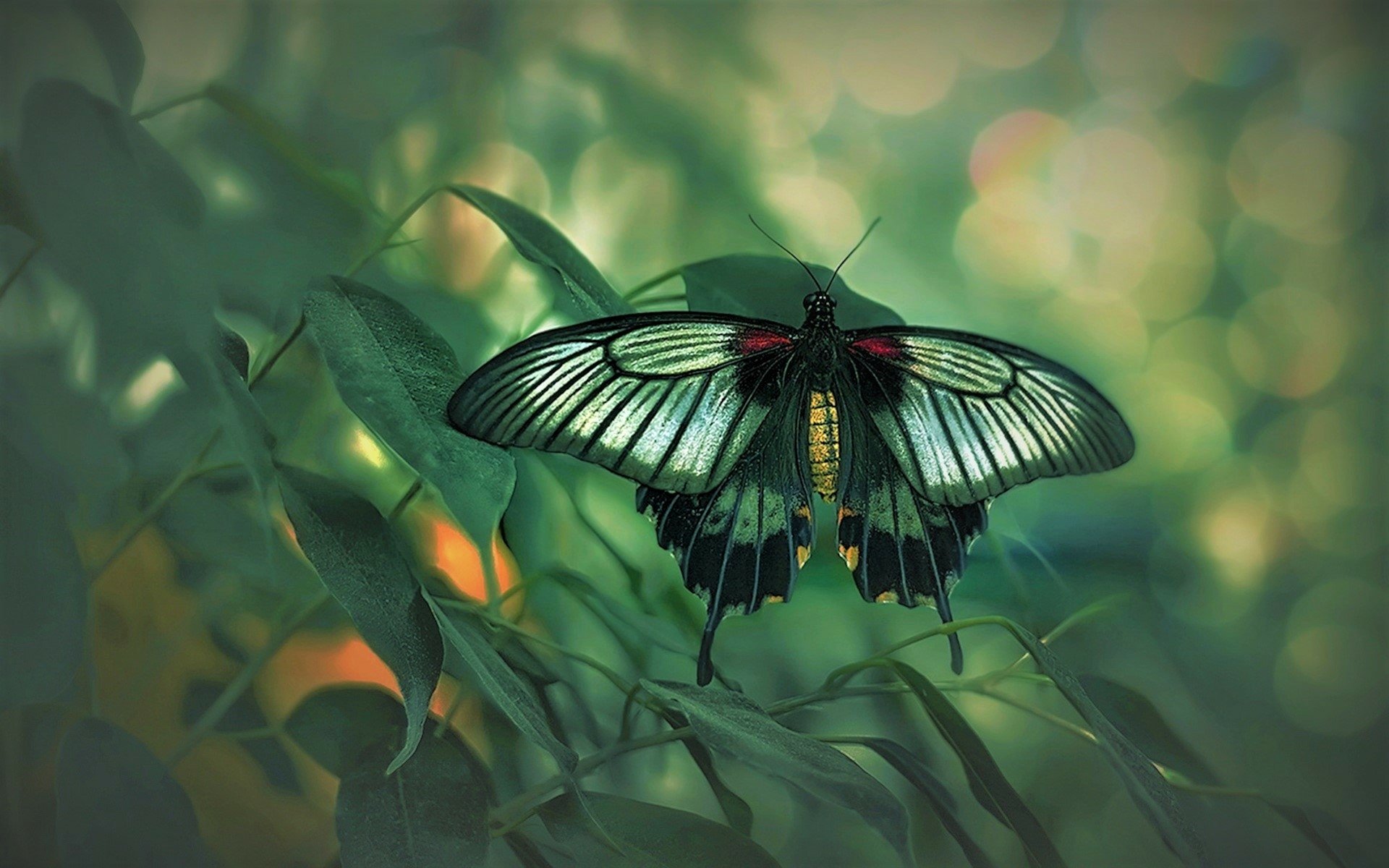 Download Leaf Green Animal Butterfly HD Wallpaper