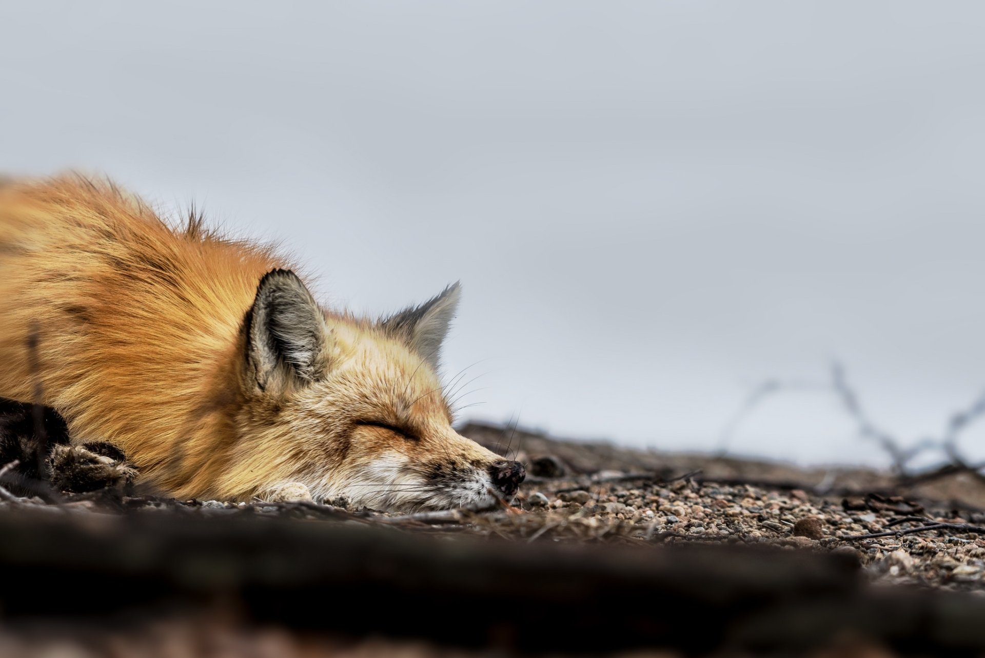 HD PC desktop wallpaper of a sleeping fox (animal) curled on the ground, peaceful closeup with a soft, muted background.