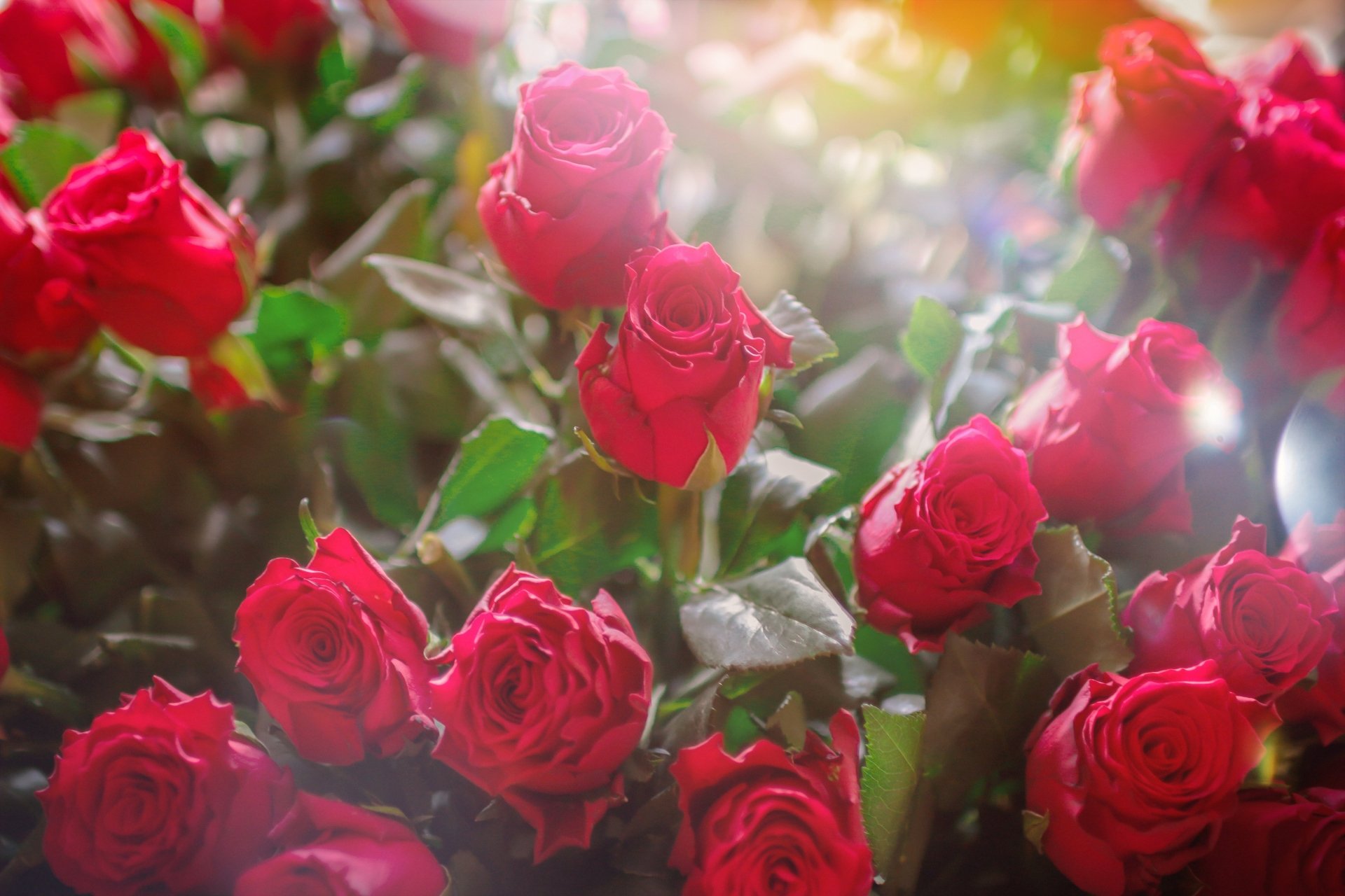 Rosas Roses 4k