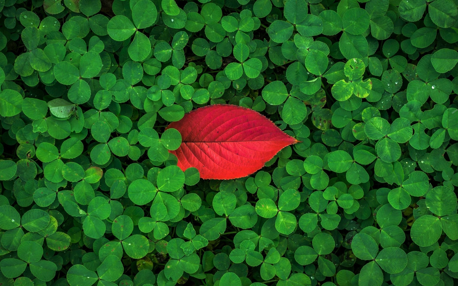 4K Ultra HD PC desktop wallpaper: single red fall leaf resting on a dense bed of green clover, vivid nature contrast.