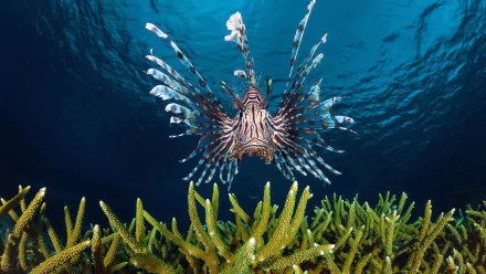 HD desktop wallpaper featuring a vibrant lionfish swimming above coral in clear blue sea life waters.