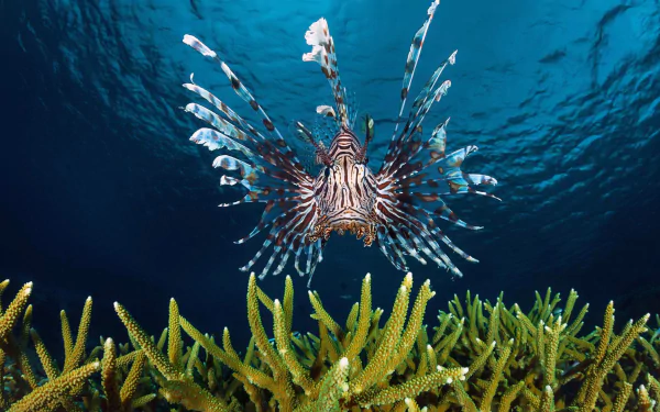 HD desktop wallpaper featuring a vibrant lionfish swimming above coral in clear blue sea life waters.