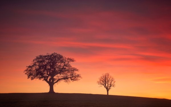 Earth Tree Trees Nature Sky Sunrise HD Wallpaper | Background Image