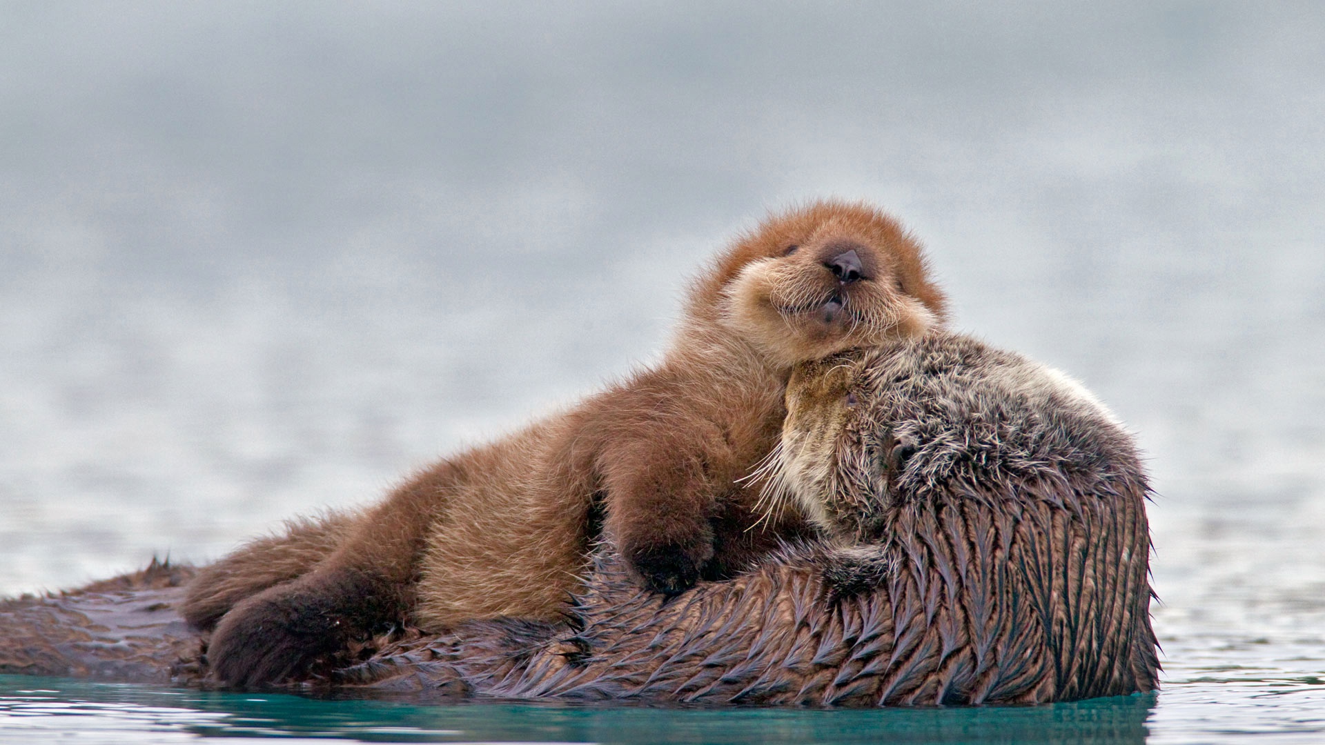 Cute Sea Otters Wallpaper