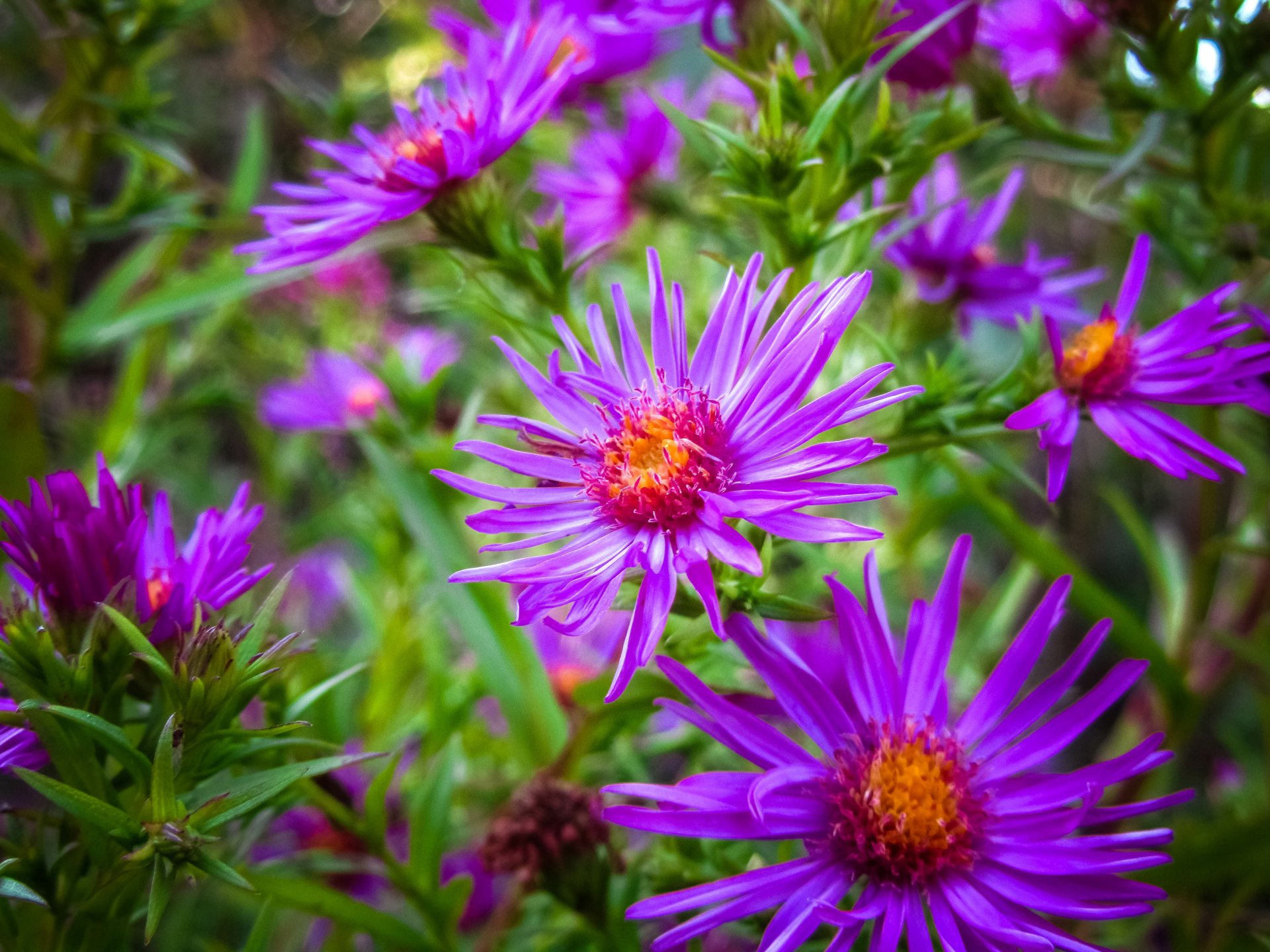 Download Purple Flower Nature Flower 4k Ultra HD Wallpaper by Vergilius