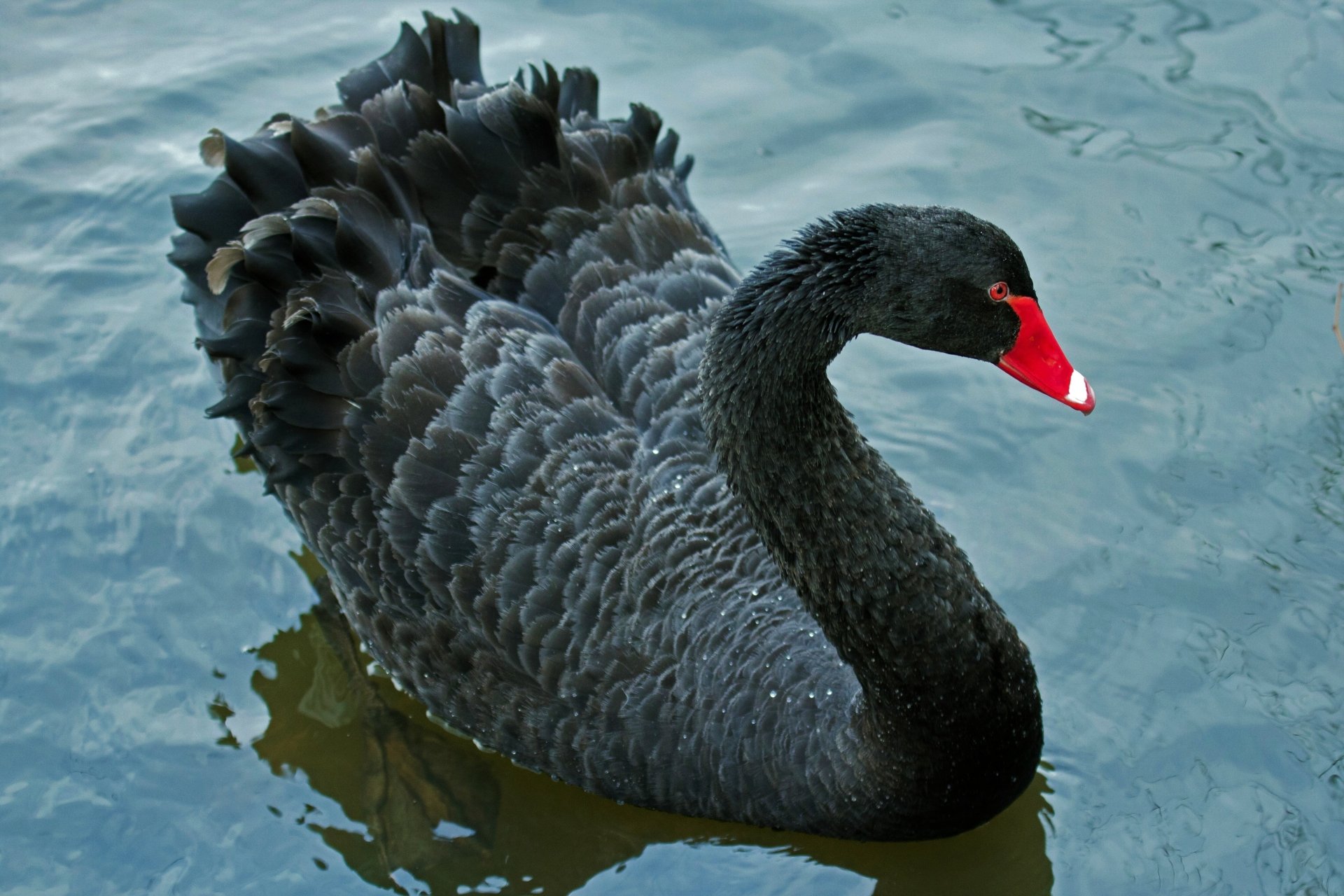 A detailed 4K Ultra HD image of a black swan swimming gracefully in calm water, showcasing its textured feathers and bright red beak.