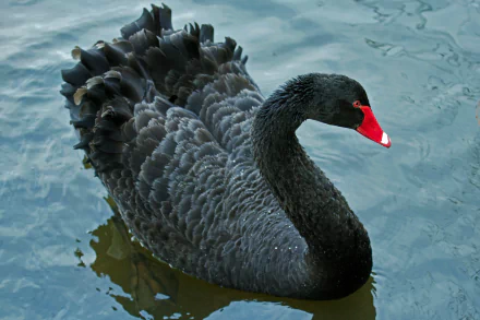 A detailed 4K Ultra HD image of a black swan swimming gracefully in calm water, showcasing its textured feathers and bright red beak.