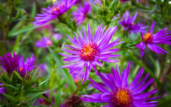 purple flower nature flower HD Desktop Wallpaper | Background Image