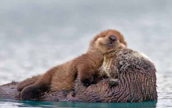 HD desktop wallpaper featuring a baby otter resting on its parent while floating on water, showcasing a heartwarming scene of animal bonding.
