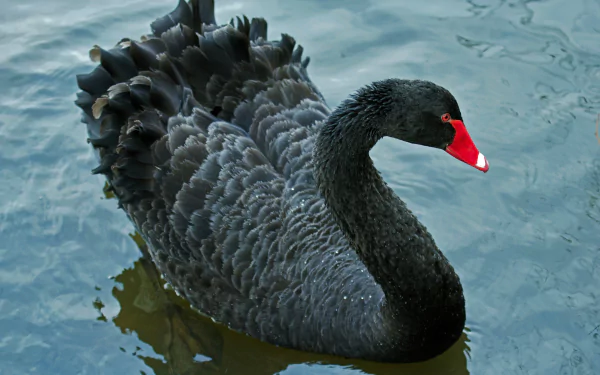 A detailed 4K Ultra HD image of a black swan swimming gracefully in calm water, showcasing its textured feathers and bright red beak.