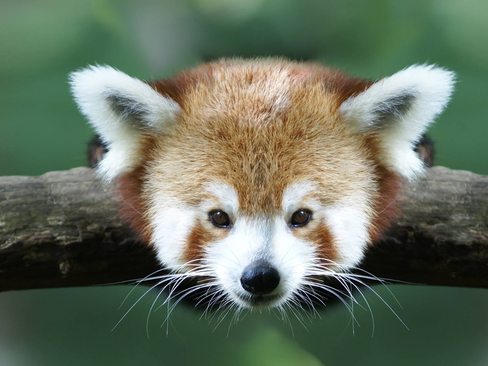 red panda teddies