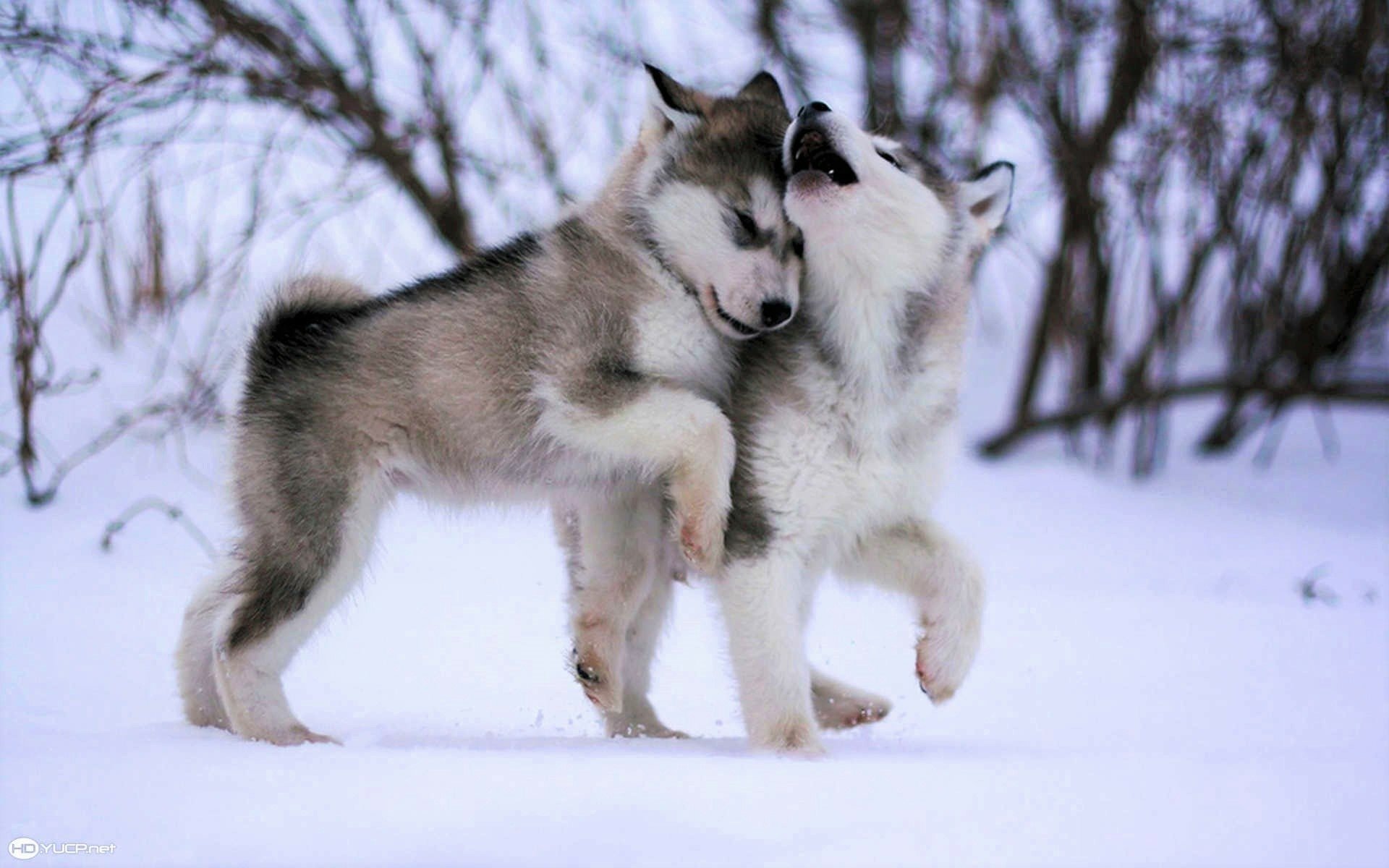 Husky Puppies In The Snow Papel De Parede Hd Plano De Fundo