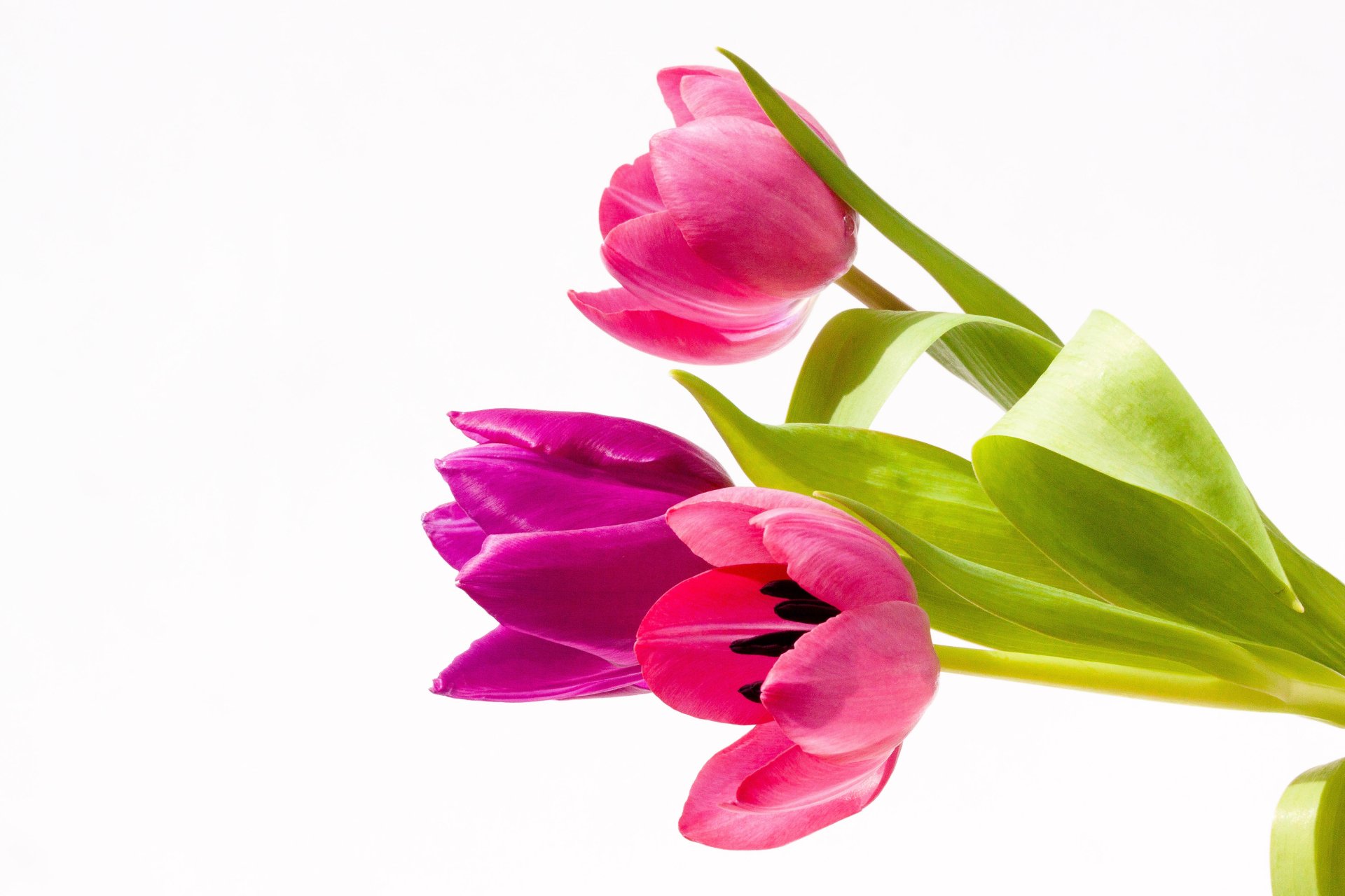 Download Pink Flower Flower Nature Tulip 4k Ultra HD Wallpaper ...