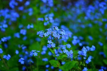 HD image of a lush field of blue Forget-Me-Not flowers, offering a stunning nature scene as a desktop wallpaper and background.