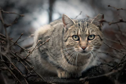 stare Animal cat HD Desktop Wallpaper | Background Image