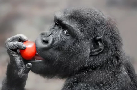 Close-up HD desktop wallpaper of a gorilla primate eating a red fruit, highlighting the detailed texture of the animal's fur and expressive face.