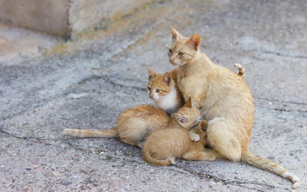 Animal Cat Cats Baby Animal Kitten HD Wallpaper | Background Image
