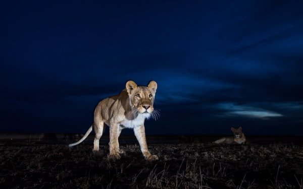 Animal Lion Cats Night HD Wallpaper | Background Image