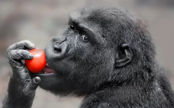 Close-up HD desktop wallpaper of a gorilla primate eating a red fruit, highlighting the detailed texture of the animal's fur and expressive face.