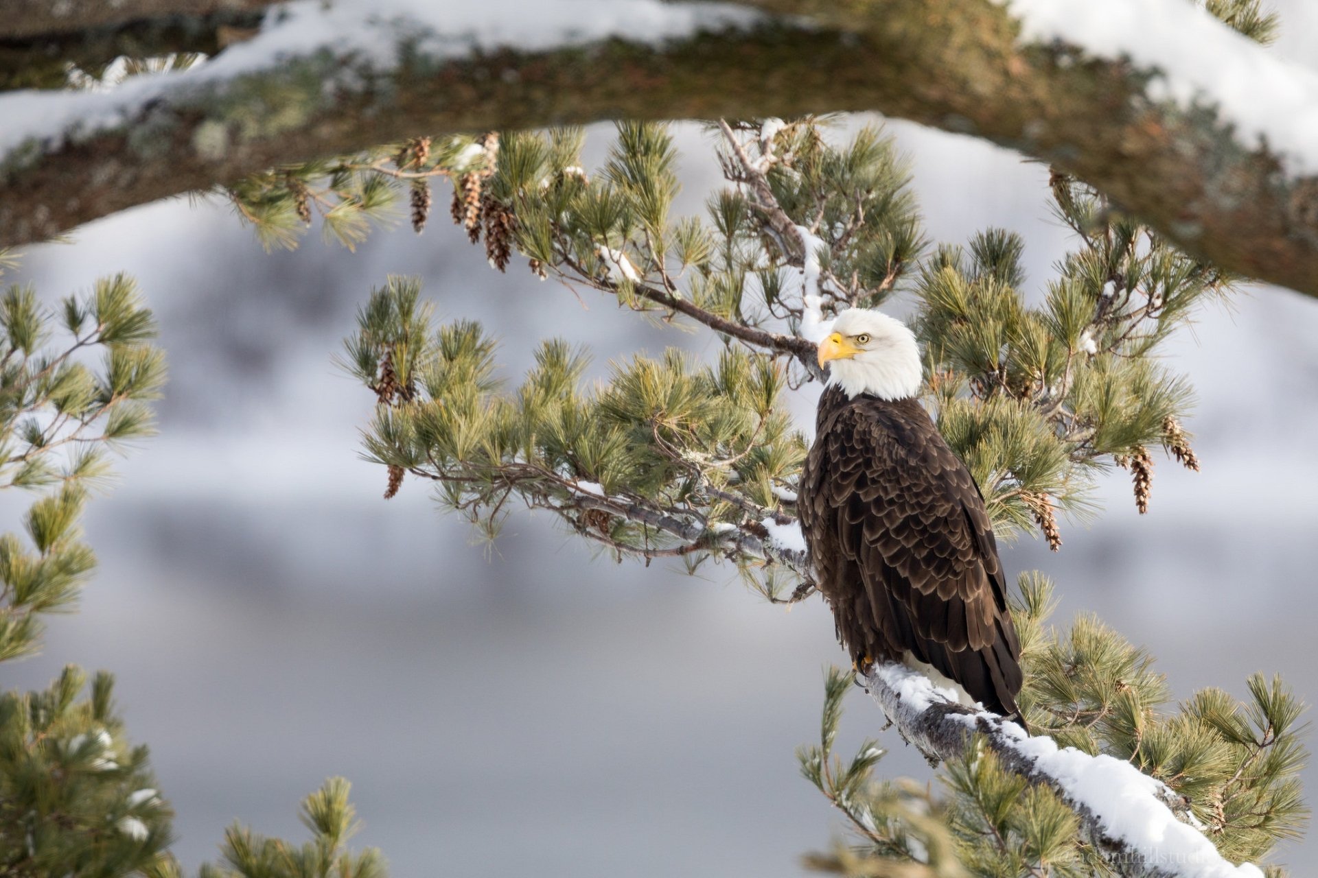 A bald eagle perched on a snow-covered pine branch in a winter landscape, captured in high definition as a stunning PC desktop wallpaper.