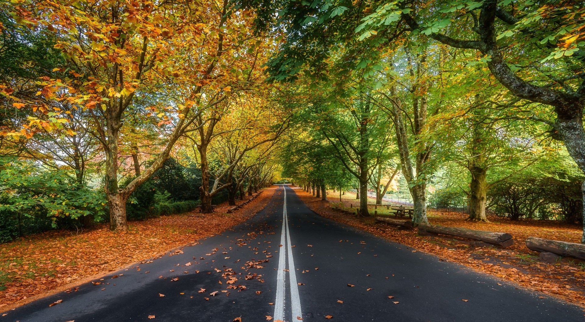 HD desktop wallpaper of a man-made road lined with trees displaying vibrant fall foliage, creating a colorful autumn canopy.